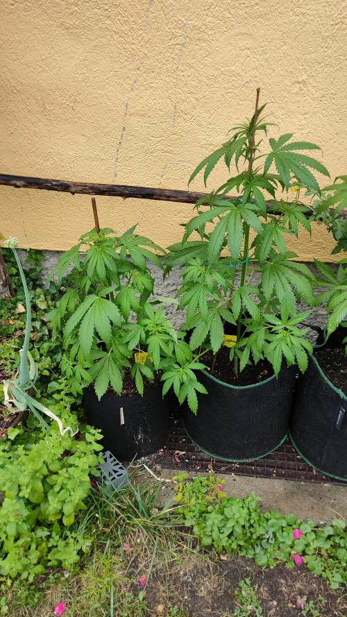 Auto Critical Orange Punch. Week 5