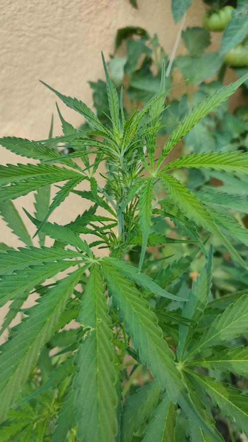 Rainbow Sherbet Autoflower. Week 6