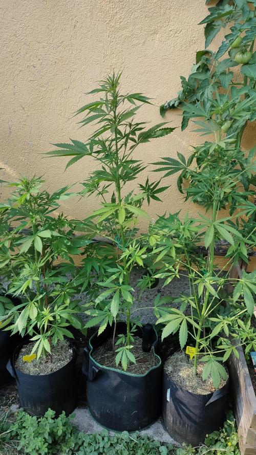Rainbow Sherbet Autoflower. Week 6