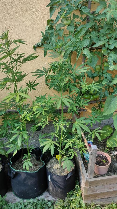 Rainbow Sherbet Autoflower. Week 6