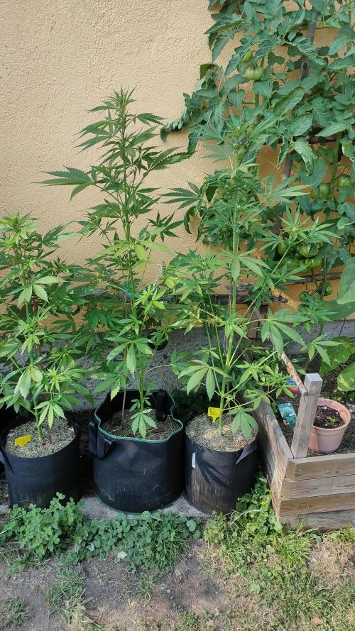 Rainbow Sherbet Autoflower. Week 6