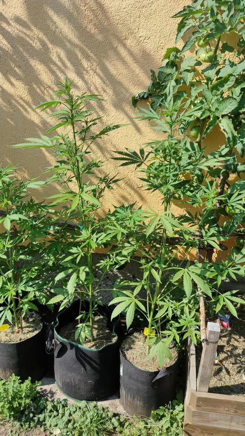 Rainbow Sherbet Autoflower. Week 6