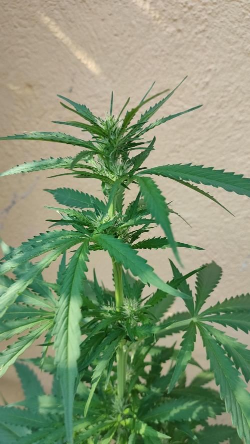 Auto Critical Orange Punch. Week 6