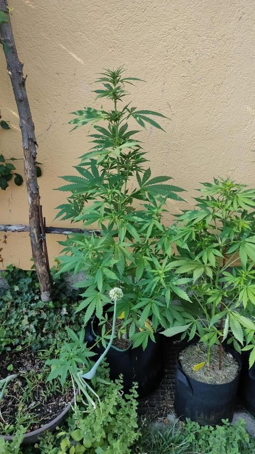 Auto Critical Orange Punch. Week 6