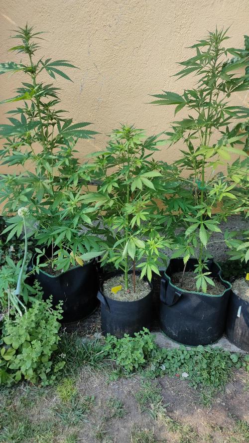 Auto Critical Orange Punch. Week 6