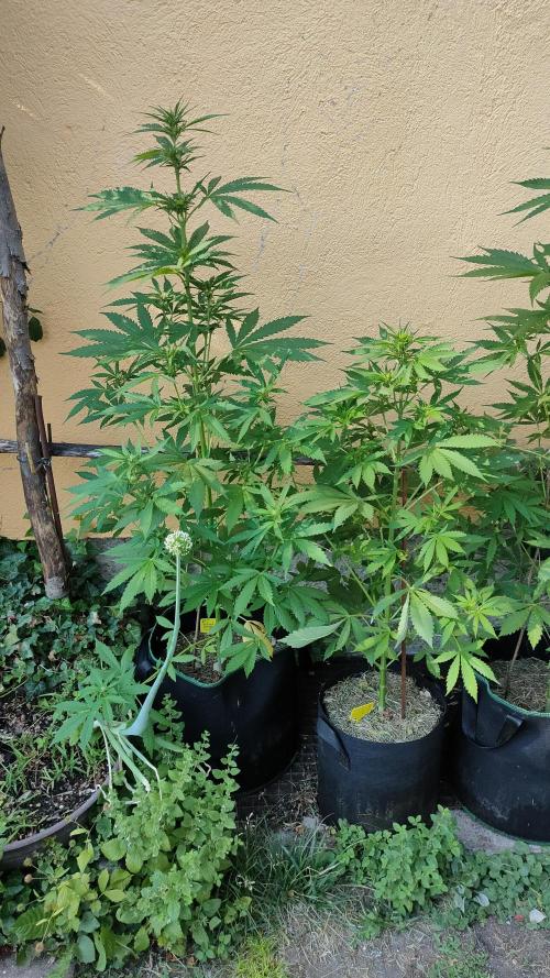 Auto Critical Orange Punch. Week 6