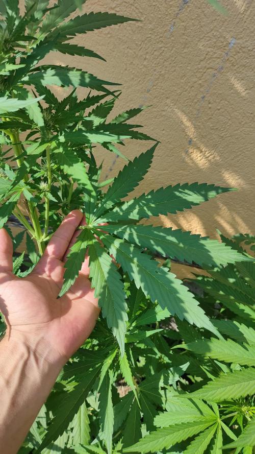 Auto Critical Orange Punch. Week 6