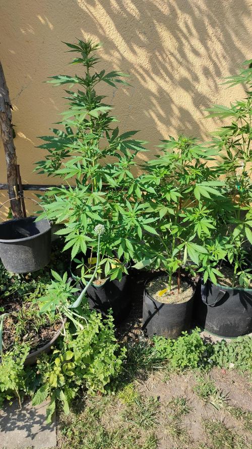 Auto Critical Orange Punch. Week 6