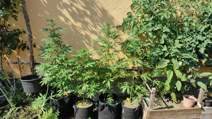 Auto Critical Orange Punch. Week 6