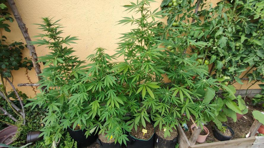 Rainbow Sherbet Autoflower. Week 7