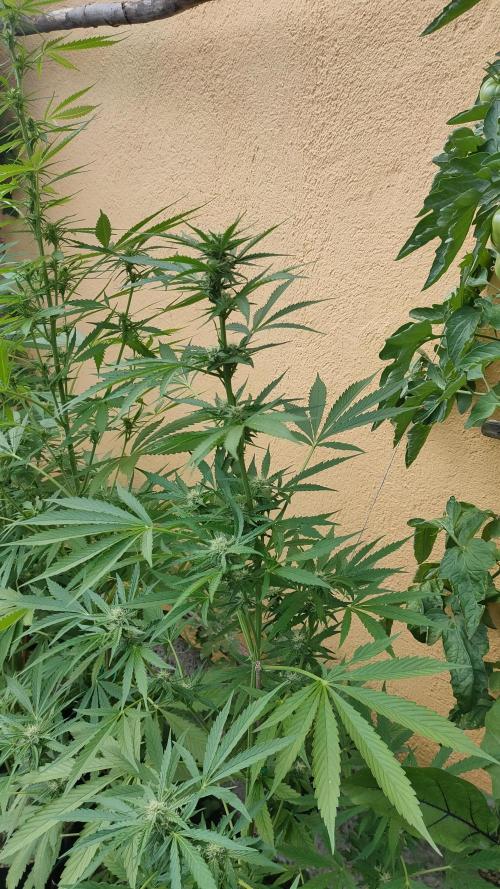 Rainbow Sherbet Autoflower. Week 7