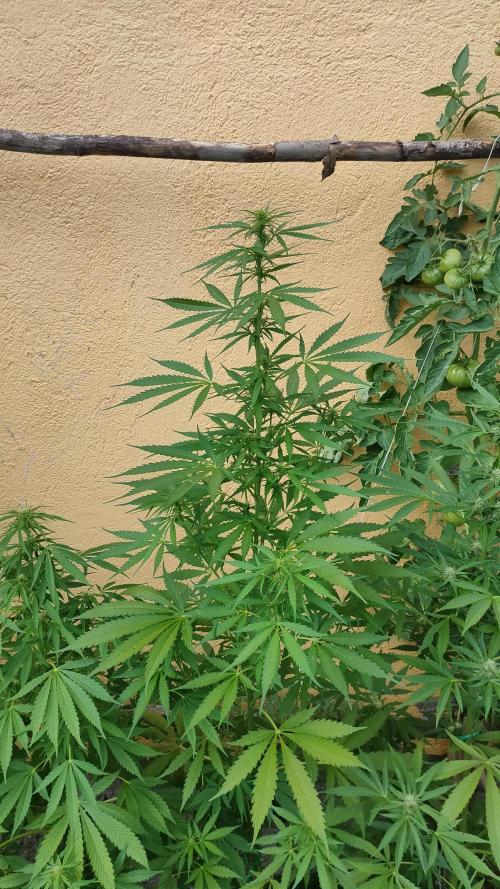 Rainbow Sherbet Autoflower. Week 7