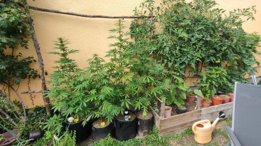 Rainbow Sherbet Autoflower. Week 7