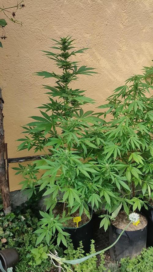Rainbow Sherbet Autoflower