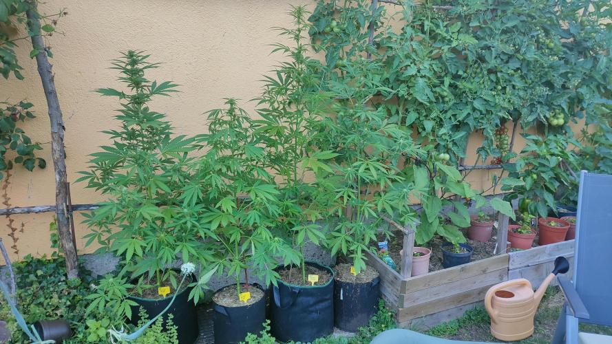 Rainbow Sherbet Automatic. Week 7