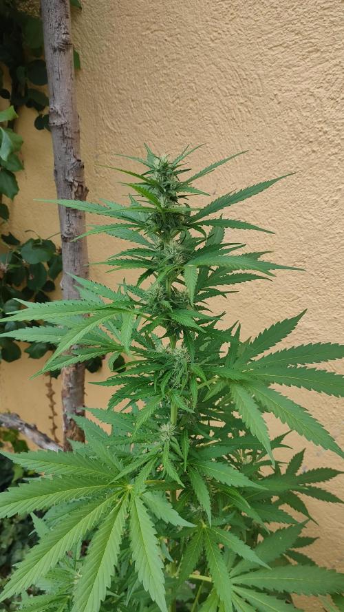 Auto Critical Orange Punch. Week 7