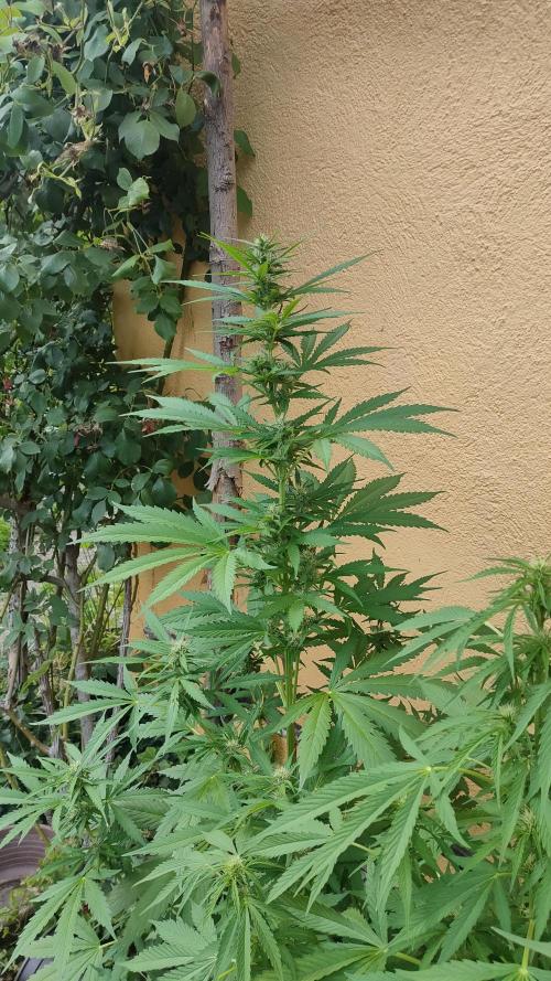 Auto Critical Orange Punch. Week 7
