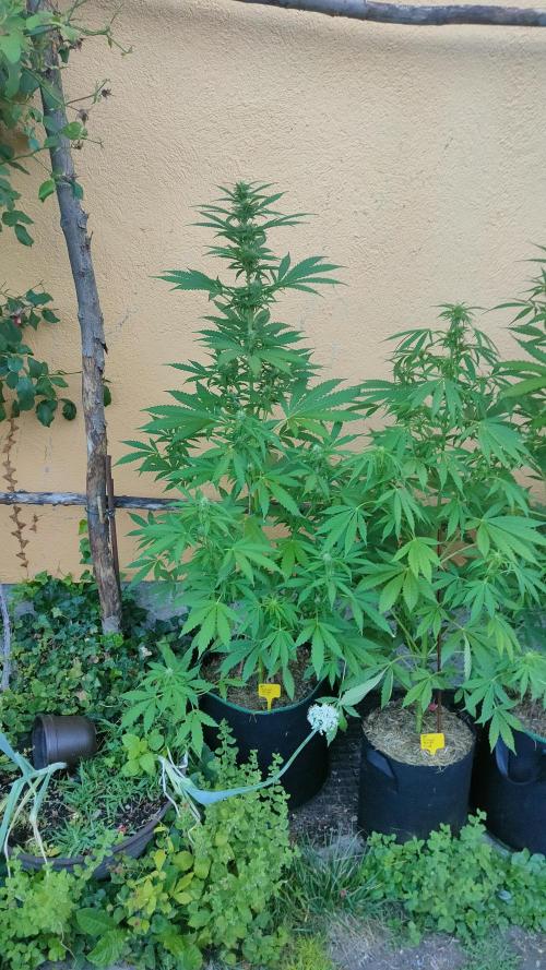 Auto Critical Orange Punch. Week 7