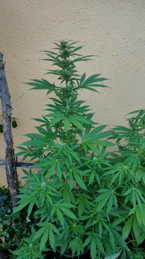 Auto Critical Orange Punch. Week 7