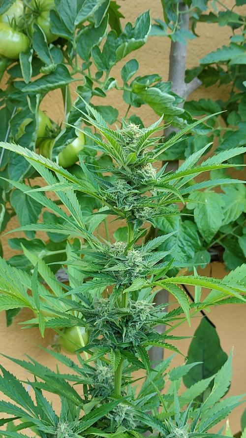 Auto Critical Orange Punch. Week 8