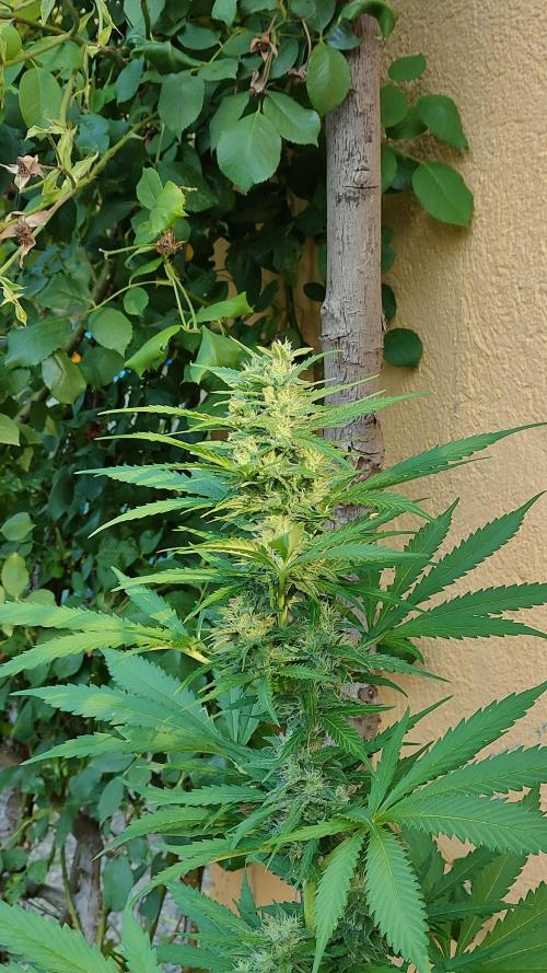 Auto Critical Orange Punch. Week 8
