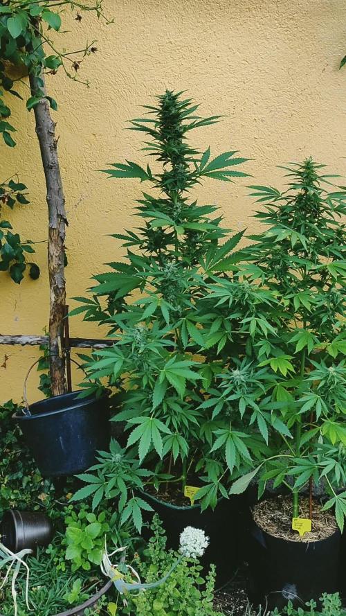 Auto Critical Orange Punch