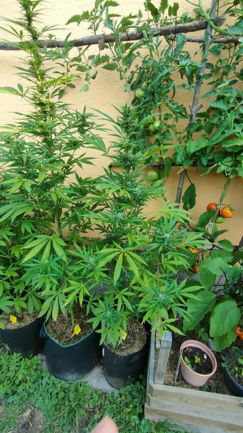 Auto Critical Orange Punch. Week 8
