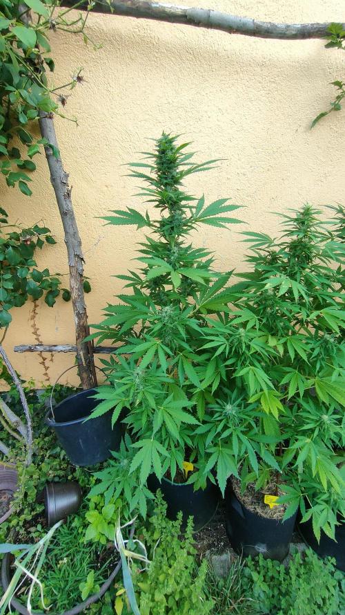 Auto Critical Orange Punch. Week 8