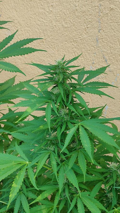 Rainbow Sherbet Autoflower. Week 8