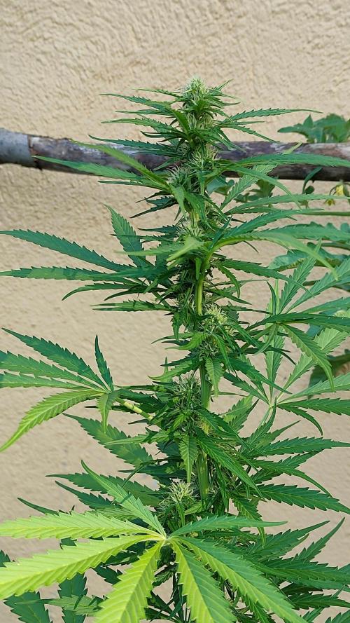 Rainbow Sherbet Autoflower. Week 8