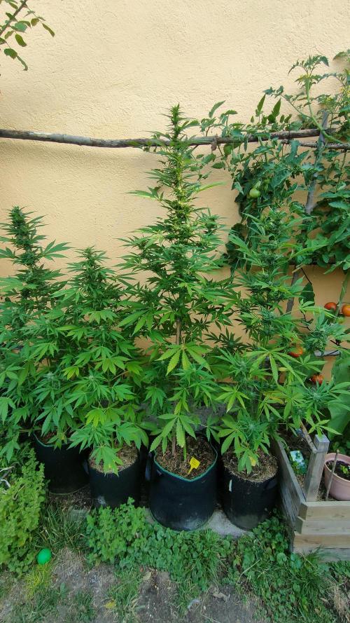 Rainbow Sherbet Autoflower. Week 8