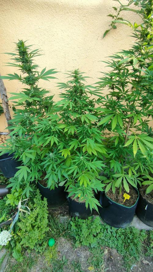Rainbow Sherbet Autoflower. Week 8