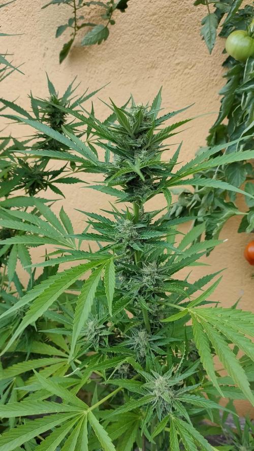 Rainbow Sherbet Autoflower. Week 9