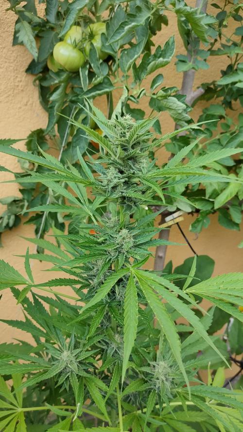 Rainbow Sherbet Autoflower. Week 9