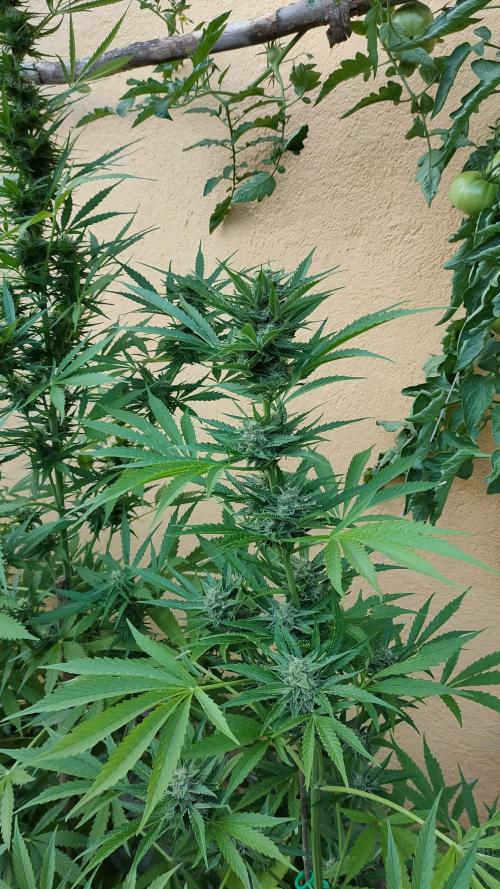 Rainbow Sherbet Autoflower. Week 9