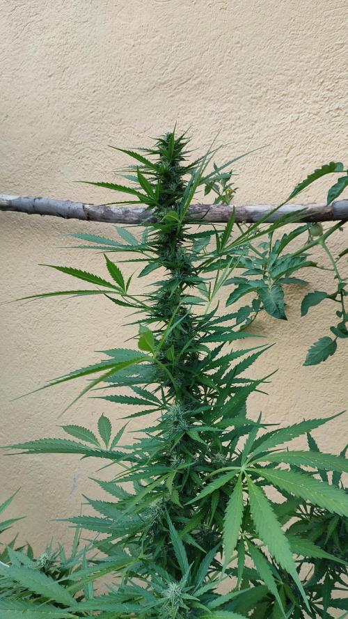 Rainbow Sherbet Autoflower. Week 9