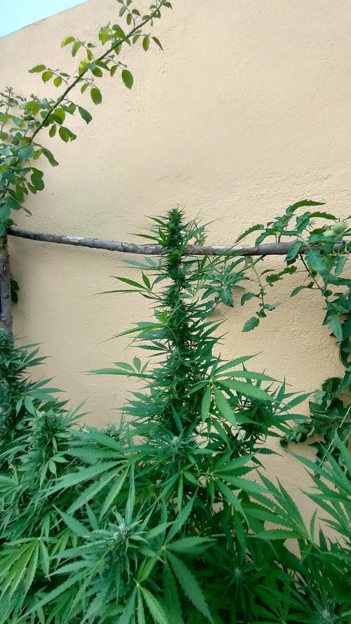 Rainbow Sherbet Autoflower. Week 9
