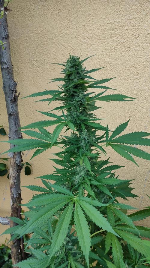 Auto Critical Orange Punch. Week 9