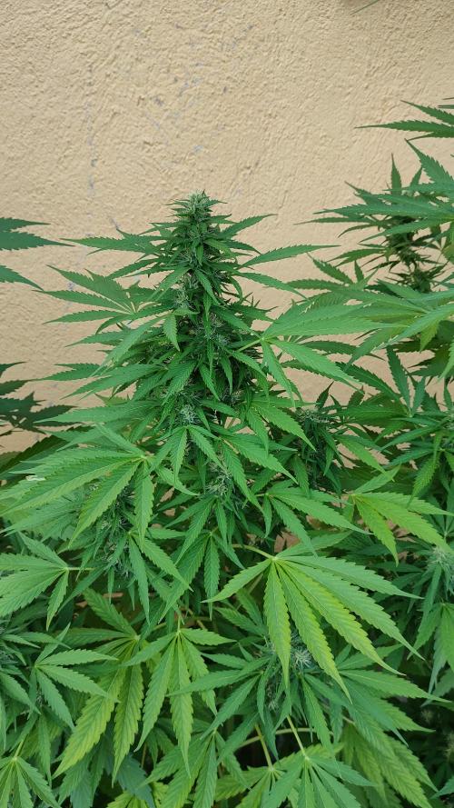 Auto Critical Orange Punch. Week 9