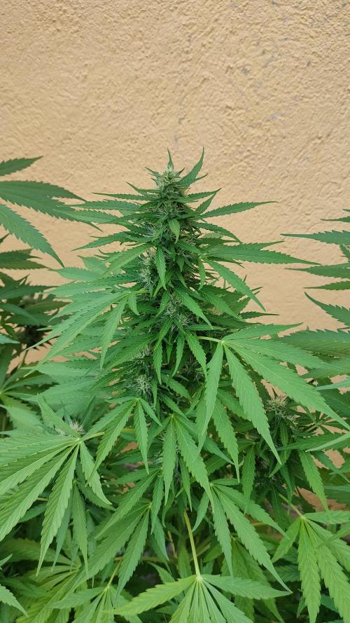 Auto Critical Orange Punch. Week 9