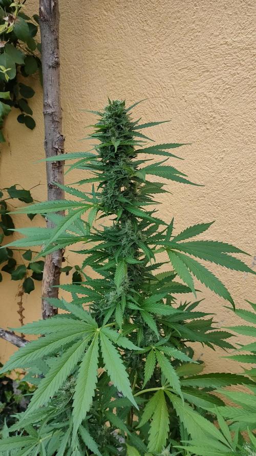 Auto Critical Orange Punch. Week 9