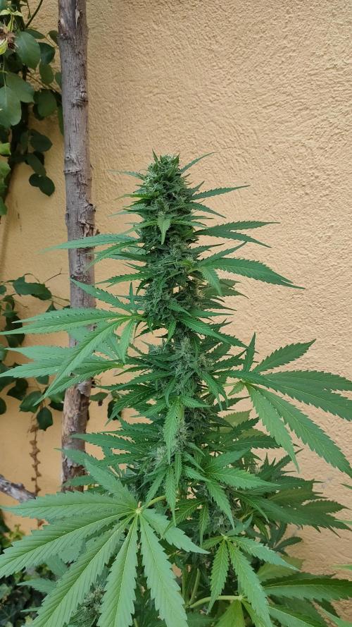 Auto Critical Orange Punch. Week 9