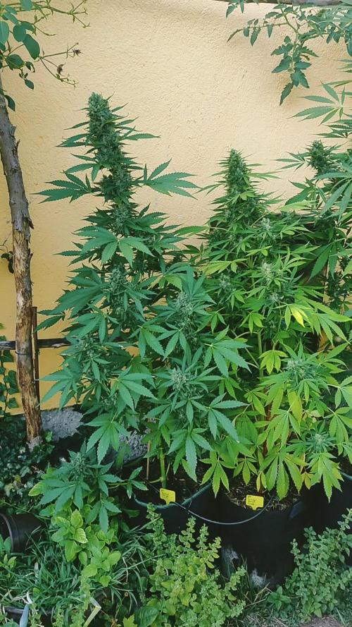 Rainbow Sherbet Autoflower