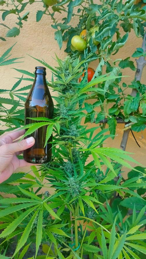 Rainbow Sherbet Autoflower. Week 10