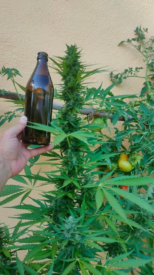 Rainbow Sherbet Autoflower. Week 10
