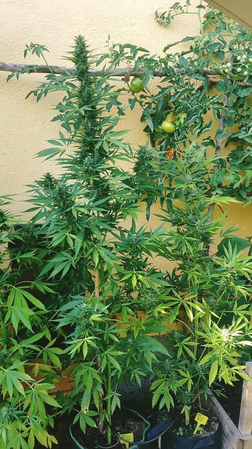Rainbow Sherbet Autoflower