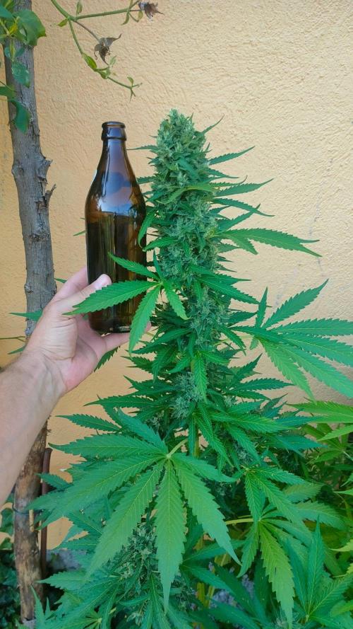 Auto Critical Orange Punch. Week 10