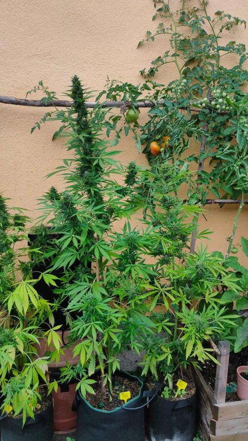 Rainbow Sherbet Autoflower. Week 11