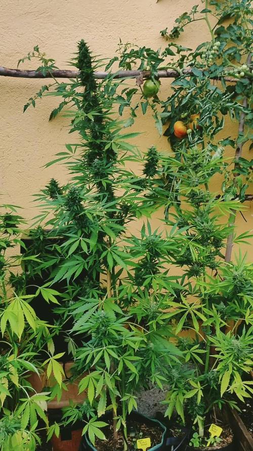 Rainbow Sherbet Autoflower