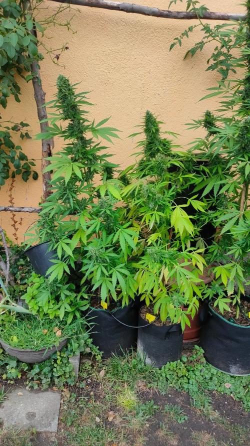 Auto Critical Orange Punch. Week 11